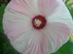 hibiscus rose blanc