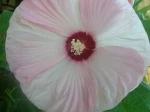 hibiscus rose blanc