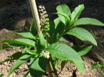 J'en ai trouvé dans mon jardin potager, en croyant que c'est du piment ou poivron, que j'avais semé au même endroit... J'en ai trouvé dans mon jardin potager, en croyant que c'est du piment ou poivron, que j'avais semé au même endroit...