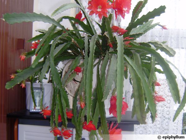 EPI 271 Epiphyllum Feuille Cactus epicactus "NO NAME " Jeunes plantes