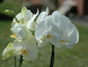 Orchide de notre mariage par LORENZ