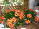 Mes 2 pot�es de clivias, elles ont 20 ans, chaque ann�es elles ont une vingtaines de hampes fleuries chacune.