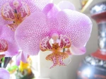 Phalaenopsis ou Orchid�e papillon. J'eus aim� que la fleur se f�t envol�e ! H�las ce n'�tait qu'une nature morte.
