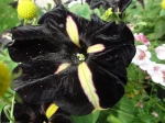 P�tunia bicolore "Mustical phantom"