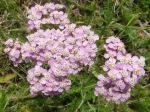 Achill�e millefeuilles sauvage rose (Photo prise au viaduc de Garabit)