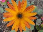 Arctotis, détail de la fleur