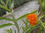Asclépiade écarlate ou de Curaçao (fleur et fruit) Asclépiade écarlate ou de Curaçao (fleur et fruit)