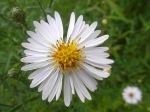 Aster blanc -Détail de la fleur Aster blanc -Détail de la fleur