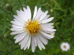 Aster blanc -D�tail de la fleur