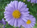 Aster violet p�le -D�tail de la fleur