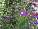 Asters Asters