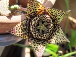 orbea variegata compl�tement ouverte