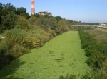 Envahissement du contre canal du Rh�ne par les Pistia: un imb�cile a d� y d�verser son aquarium !