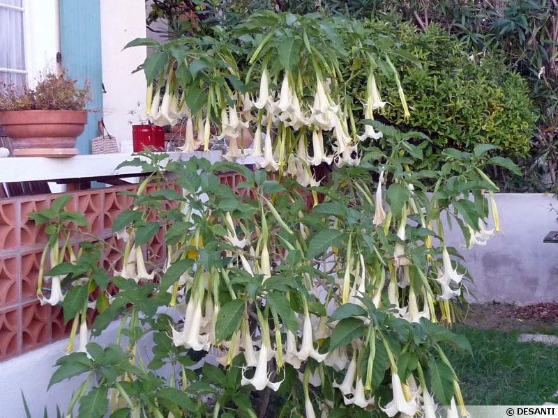 Trompette du jugement, Trompette des anges, Datura, Brugmansia arborea planter, cultiver
