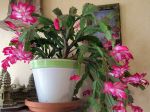 Cactus de Noël photographié en appartement le 6 novembre Cactus de Noël photographié en appartement le 6 novembre