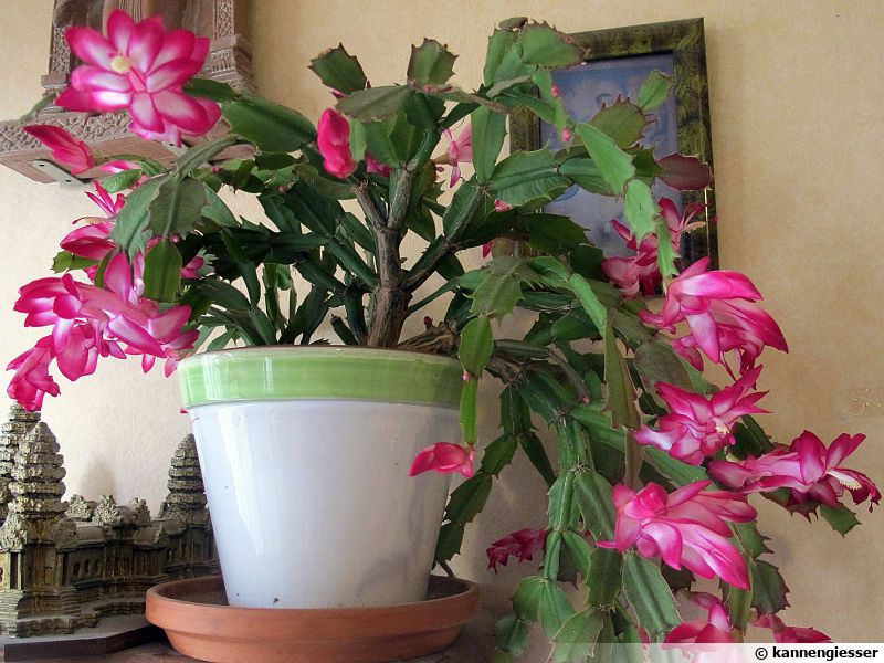 Cactus De Noël Schlumbergera X Buckleyi Planter Cultiver Multiplier