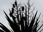 Ce yucca a environ 35 ans, c'est la premi�re fois que je vois ses fruits, ou graines peut-�tre ...
