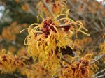 Nous avons une dizaine de Hamamelis au jardin de la petite Rochelle dans le sud de l'Orne. La photo est un d�tail du Ham. x intermedia 'Jelena' 