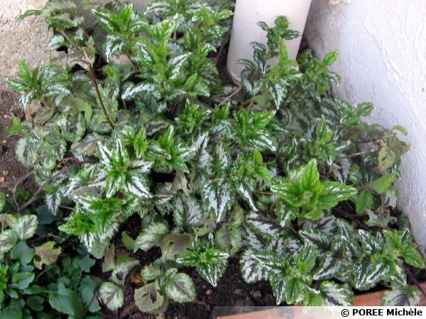 Lamier Jaune Ortie Jaune Lamier Galeobdolon Lamium Galeobdolon Planter Cultiver Multiplier