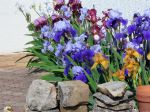 J'ai une collection de 22 iris germanica + un iris de Sibérie.