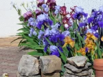 J'ai une collection de 22 iris germanica + un iris de Sib�rie.