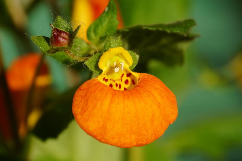 Calynopsis Calcéolaire calynopsis, Petite pantoufle, Calceolaria 'Calynopsis ...