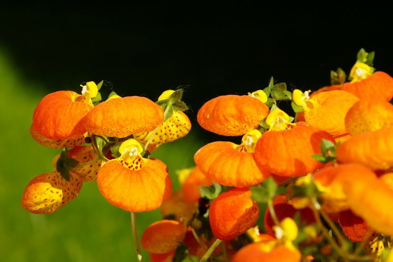 Calynopsis Calcéolaire calynopsis, Petite pantoufle, Calceolaria 'Calynopsis ...