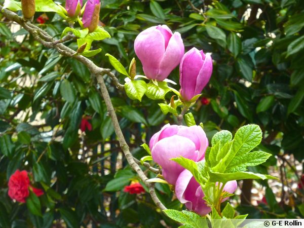 Magnolia de Soulange, Magnolia x soulangeana : planter, cultiver, multiplier