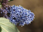 Lilas de Californie