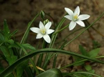 Ornithogalum umbellatum L.