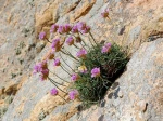 Armeria sur une roche en bord de mer � Beg an Fry (commune de Guima�c Nord Finist�re).