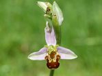 Orchide abeille dcouverte dans la pelouse en Lorraine belge, Aubange ? B6790