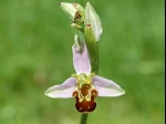 Orchid�e abeille d�couverte dans la pelouse en Lorraine belge, Aubange ? B6790
