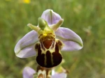Ophrys apifera var. aurita