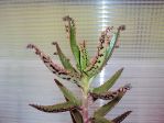 J'ai longtemps cherché l'identité de de cette plante. J'ai longtemps cherché l'identité de de cette plante.