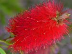Gros plan de Callistemon rouge du jardin... dans le Gard Gros plan de Callistemon rouge du jardin... dans le Gard