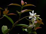 Voici un gros plan d'un jasmin étoilé
