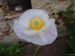 coquelicot blanc 