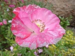 coquelicot 