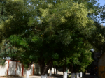 Le Frene oxyphylle très répandu dans la région de Tiaret (Algérie), surtout en arbre d'alignement en ville.