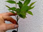 Bonjour, je voulais partager avec les lecteurs / lectrices une image de la germination et naissance d'un noyer. Merci d'adapter la photo si nécessaire. Cordialement. Ruben Jardinier concepteur paysagiste