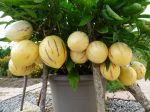 C'est la première année que je cultive cette plante et le résultat est très satisfaisant. De beaux fruits mûrs à souhait et une très bonne confiture. C'est la première année que je cultive cette plante et le résultat est très satisfaisant. De beaux fruits mûrs à souhait et une très bonne confiture.