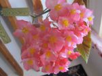 Bégonia bambou ou Bégonia maculé (Begonia maculata ou tamaya) -Fleurs- Bégonia bambou ou Bégonia maculé (Begonia maculata ou tamaya) -Fleurs-