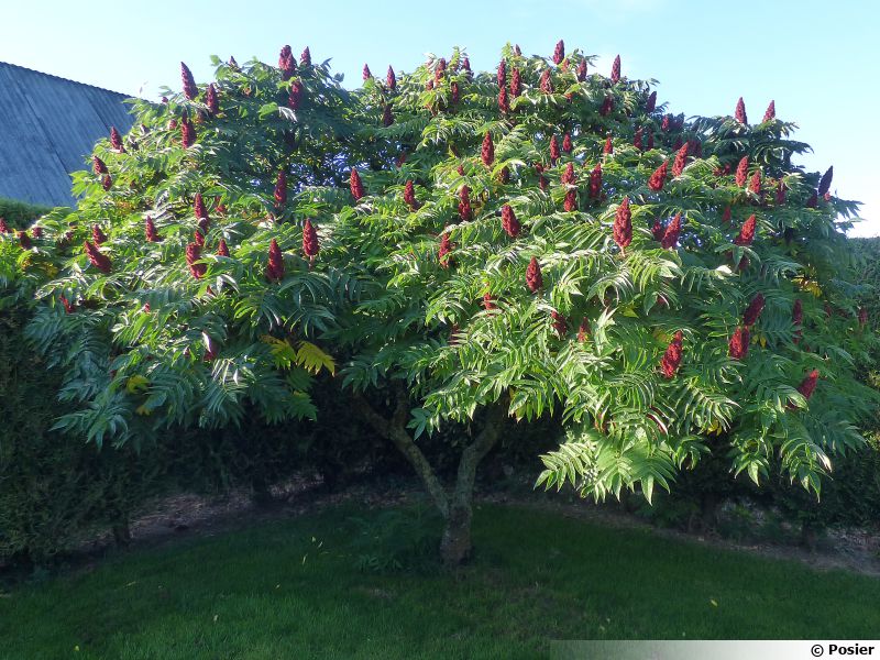 Sumac de Virginie, Vinaigrier, Rhus typhina planter, cultiver, multiplier