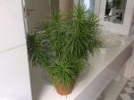 Achete tout petit chez Ikea, et devenue tres belle. Achete tout petit chez Ikea, et devenue tres belle.