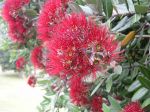 Floraison du Pohutukawa du parc paysager de Monserrate à Sintra au Portugal créé par Sir Francis Cook (1817-1901) Floraison du Pohutukawa du parc paysager de Monserrate à Sintra au Portugal créé par Sir Francis Cook (1817-1901)