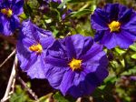 J'aime beaucoup prendre des photos de fleurs, alors cadeau, si vous en voulez d'autres , à bientôt Mélitta J'aime beaucoup prendre des photos de fleurs, alors cadeau, si vous en voulez d'autres , à bientôt Mélitta
