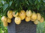 2 plants de poire-melon dans un pot de 90 cm de hauteur, avec un arrosage quotidien donne une production abondante...