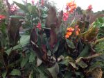 Mes cannas Tropicana 