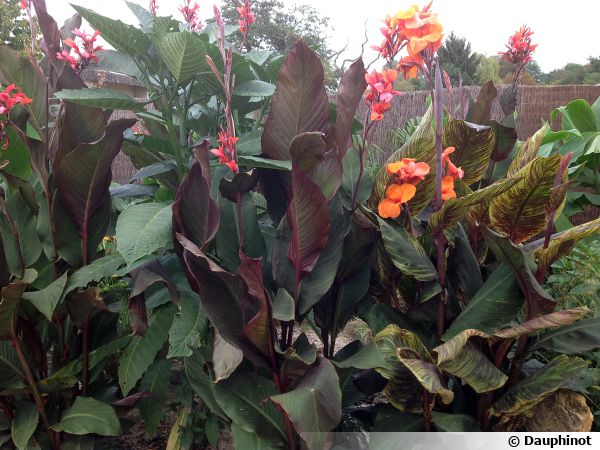 Balisier, Canna : planter, cultiver, multiplier